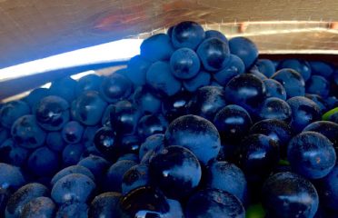 Northeast Winemaking