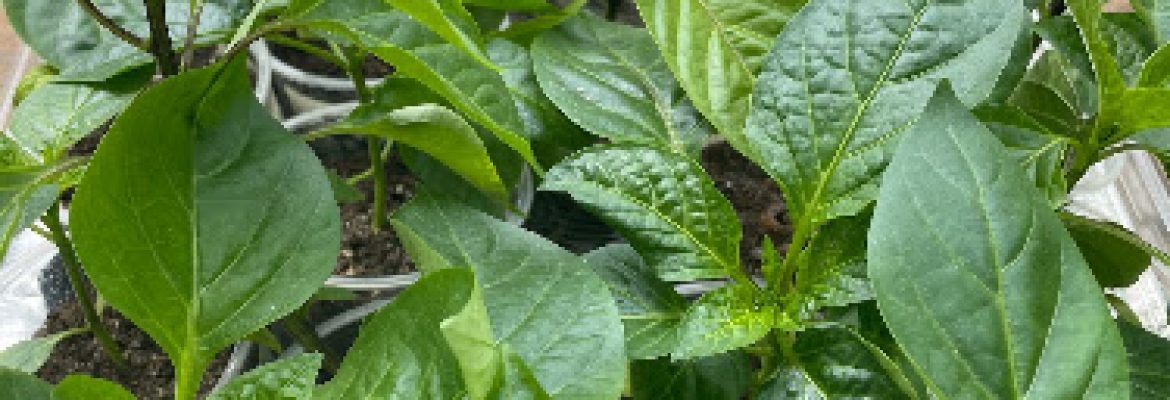 Black Bear Lawn & Garden LLC