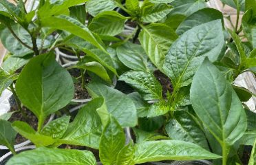 Black Bear Lawn & Garden LLC