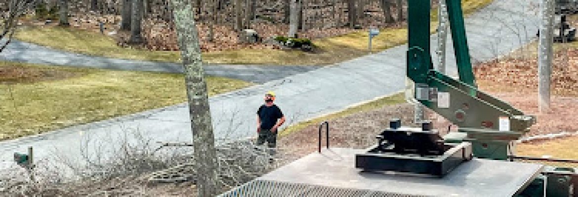 Lomas Tree Services