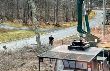 Lomas Tree Services