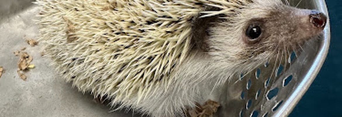 South Wilton Veterinary Group