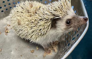 South Wilton Veterinary Group