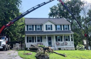 West Hartford Tree Services