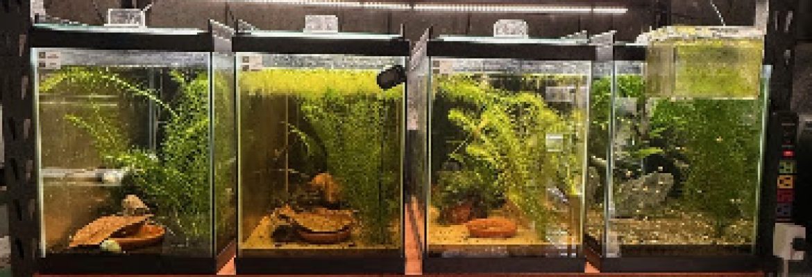 The Shrimp Cartel