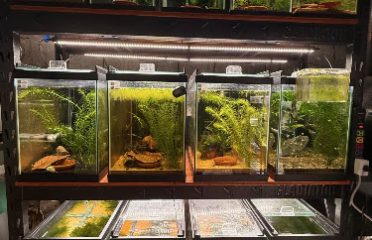 The Shrimp Cartel