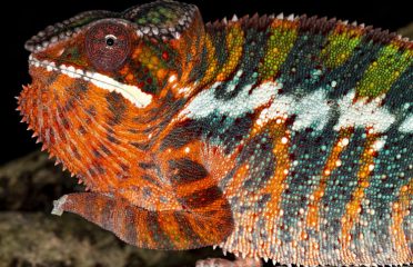 Riverside Reptiles Education Center